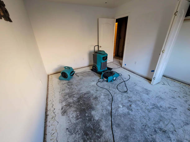 Best Mold removal after water damage  in Tampa, FL